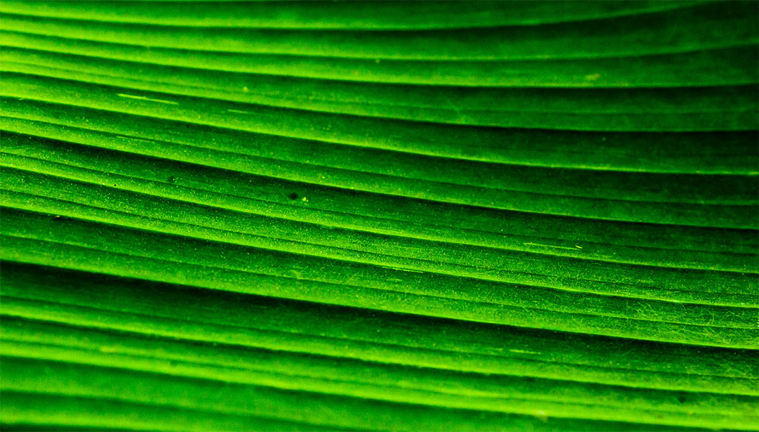 Feliz Día de la Tierra: Beneficios de usar productos veganos y libres de crueldad animal